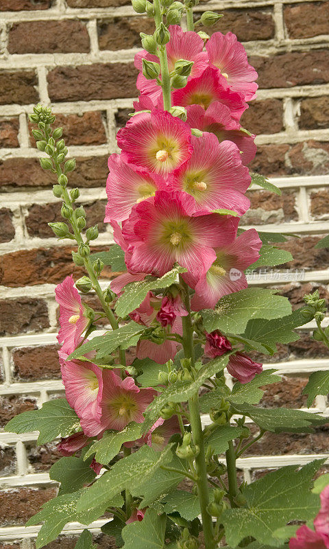 粉色荷利荷克(Alcea rosea)